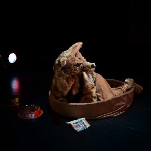 Spectacle Hautes-Pyrénées